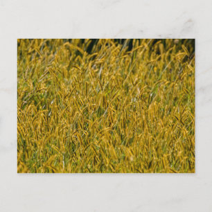 Sunlight Through Tall Grass Postcard