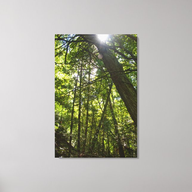 Sunlight Through the Forest Canopy Canvas Print (Front)