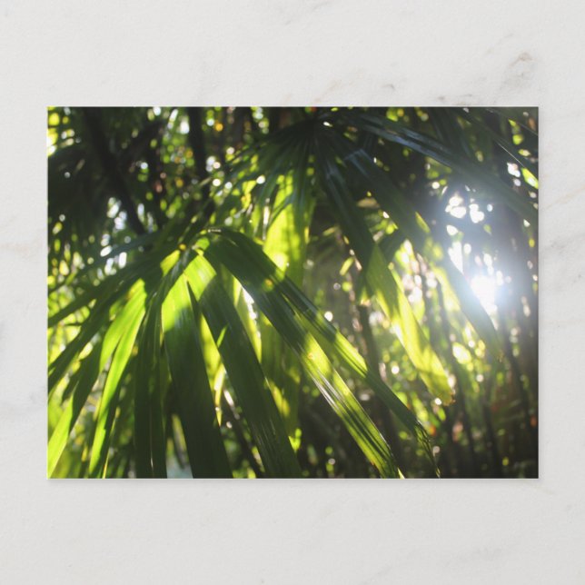 Sunlight Through the Palms Postcard (Front)