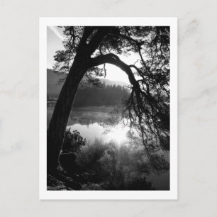 Sunlight through the Pines, Derwentwater Postcard