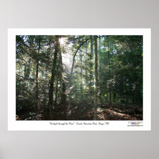 Sunlight Through the Pines Poster