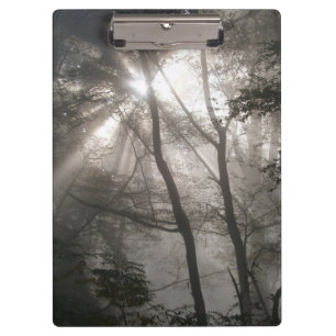 Sunlight Through Trees Dark Woodland Clipboard