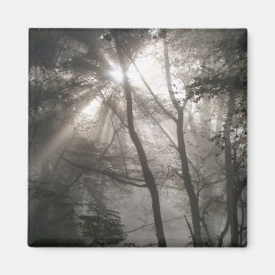 Sunlight Through Trees Dark Woodland Magnet