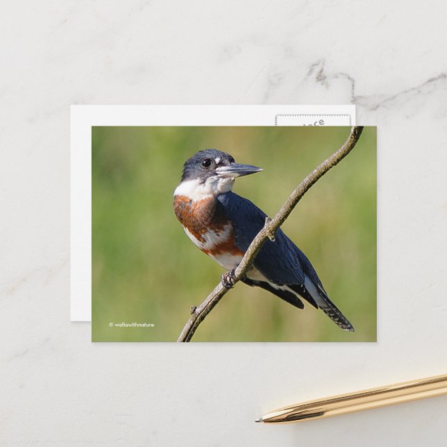 Sunlit Belted Kingfisher Bird on Branch Postcard (Front/Back In Situ)