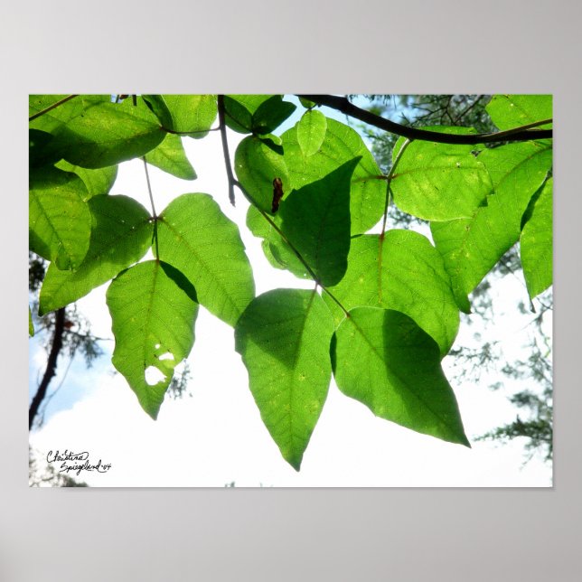 Sunlit birch leaves Poster or Print (Front)