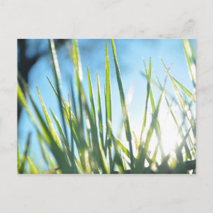 Sunlit Blades Postcard