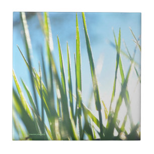 Sunlit Blades Tile