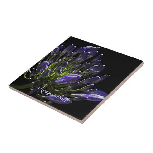Sunlit Blooming Purple Agapanthus, African Lily Tile (Side)