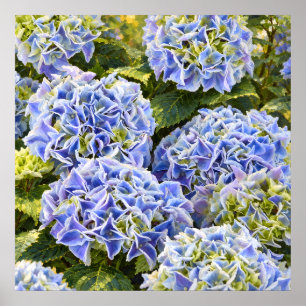 Sunlit Blue Hydrangea Clusters in a Lush Garden Poster