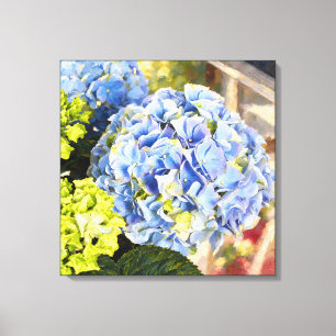 Sunlit Blue Hydrangea Elegant Cottage Garden Canvas Print