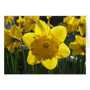 Sunlit Daffodil