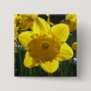 Sunlit Daffodil 15 Cm Square Badge
