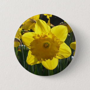 Sunlit Daffodil 6 Cm Round Badge