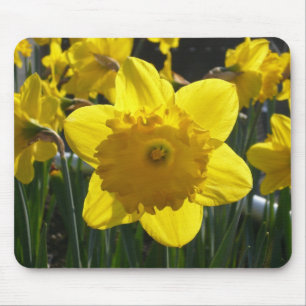Sunlit Daffodil Mouse Pad
