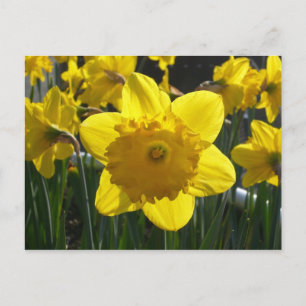Sunlit Daffodil Postcard