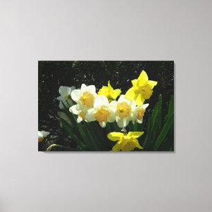 Sunlit Daffodils (WestCreek) Wrapped Canvas Print