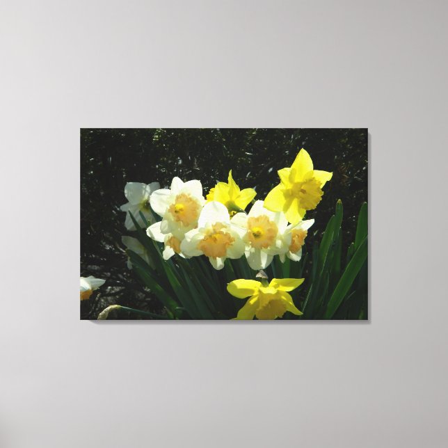 Sunlit Daffodils (WestCreek) Wrapped Canvas Print (Front)