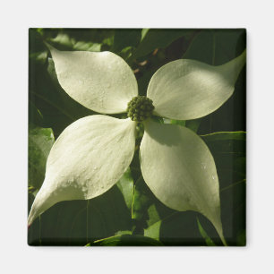 Sunlit Dogwood Blossom Spring Floral Magnet