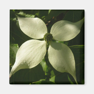 Sunlit Dogwood Blossom Spring Floral Magnet