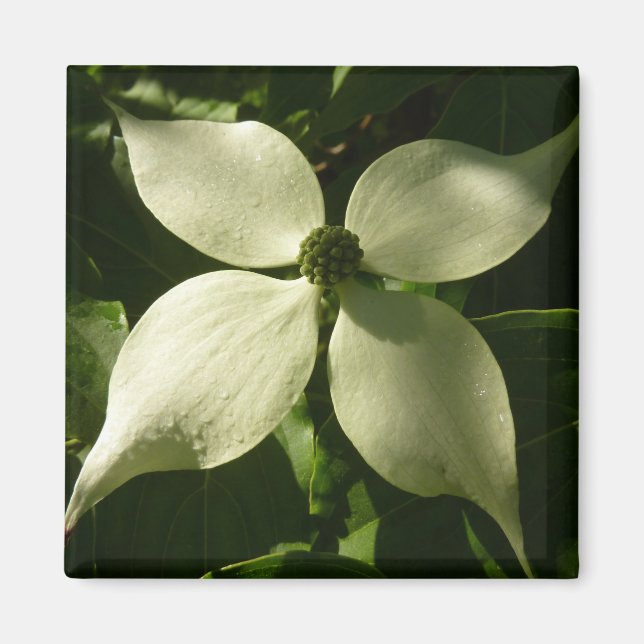 Sunlit Dogwood Blossom Spring Floral Magnet (Front)