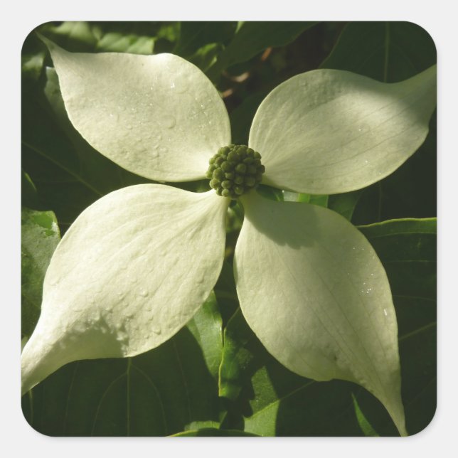 Sunlit Dogwood Blossom Spring Floral Square Sticker (Front)