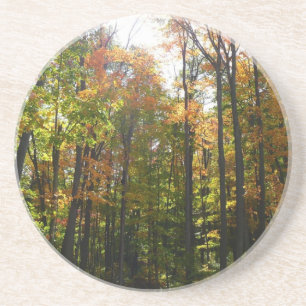 Sunlit Fall Forest Autumn Landscape Coaster