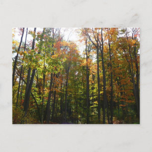 Sunlit Fall Forest Autumn Landscape Postcard