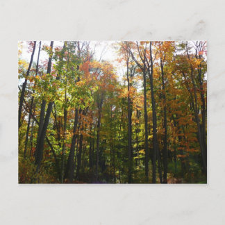 Sunlit Fall Forest Autumn Landscape Postcard