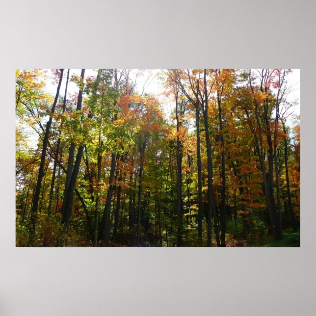 Sunlit Fall Forest Autumn Landscape Poster (Front)