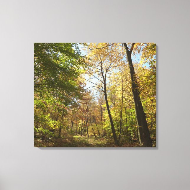 Sunlit Fall Forest II Autumn Landscape Photography Canvas Print (Front)