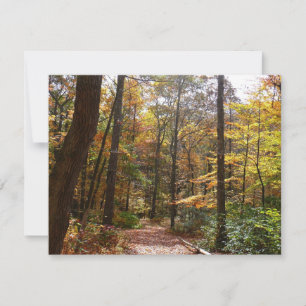 Sunlit Fall Trail in Laurel Hill State Park