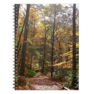 Sunlit Fall Trail in Laurel Hill State Park Notebook