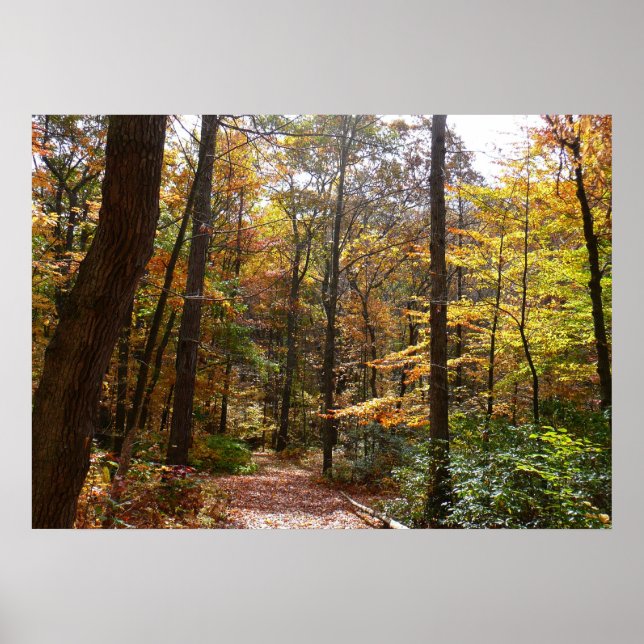 Sunlit Fall Trail in Laurel Hill State Park Poster (Front)