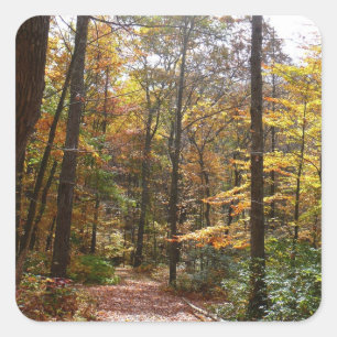 Sunlit Fall Trail in Laurel Hill State Park Square Sticker