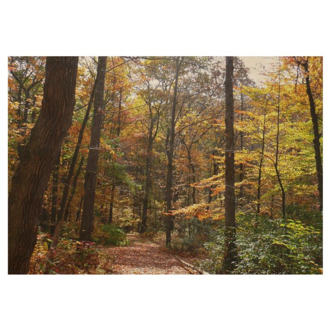 Sunlit Fall Trail in Laurel Hill State Park Wood Poster (Front)