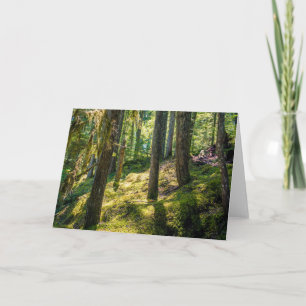 Sunlit Forest Greeting Card (Blank)