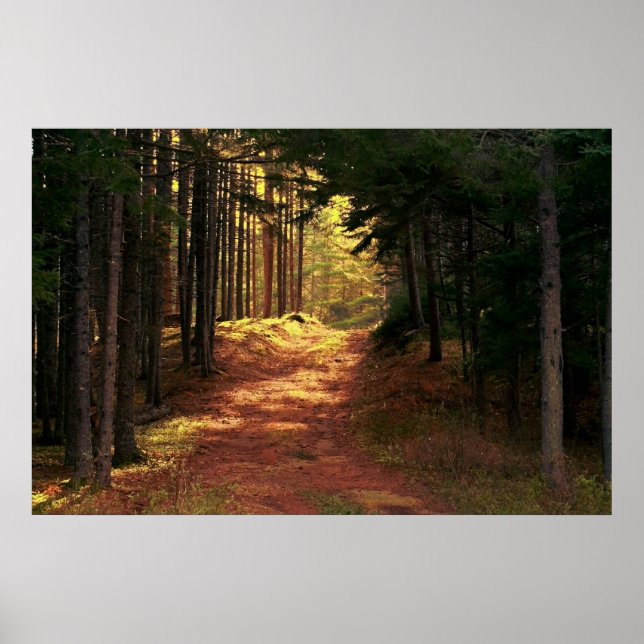 Sunlit Forest Path Poster (Front)