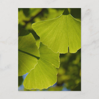 Sunlit Ginkgo Leaves Postcard