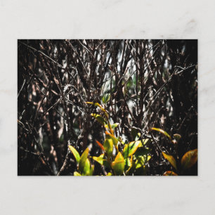 Sunlit New Leaves Among Bare Branches Postcard