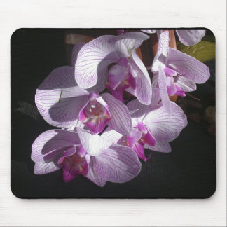 Sunlit Orchids Mouse Pad