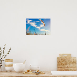 Sunlit Pampas Grass Against Deep Blue Sky Poster