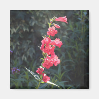 Sunlit Pink Penstemon Flower Sprig Magnet