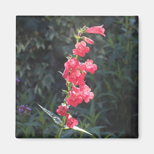 Sunlit Pink Penstemon Flower Sprig Magnet (Front)