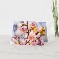 Sunlit Pink Sakura Flowers. Cherry Blossoms