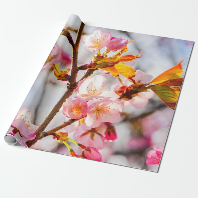 Sunlit Pink Sakura Flowers. Cherry Blossoms Wrapping Paper (Unrolled)