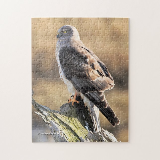 Sunlit Profile of a Male Northern Harrier Jigsaw Puzzle (Vertical)