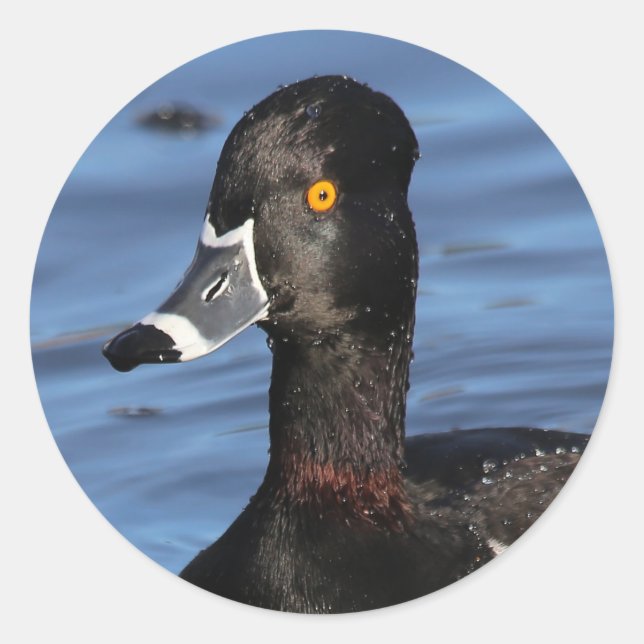 Sunlit Profile of a Ring-Necked Duck Classic Round Sticker (Front)