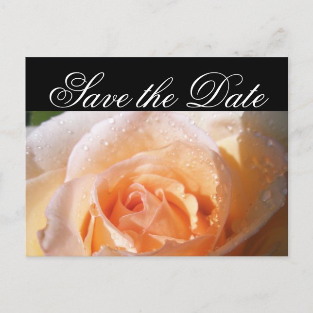 Sunlit Rose Wedding Announcement Postcard (Front)