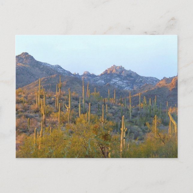 Sunlit Saguaro Field Postcard (Front)