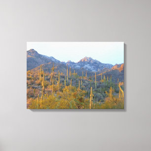 Sunlit Saguaros in Winter Wrapped Canvas